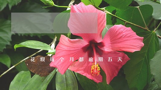 花呗每个月都逾期五天