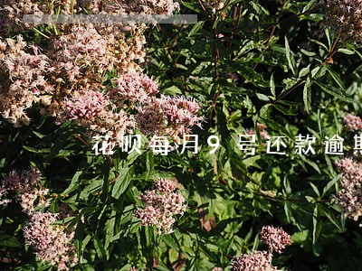 花呗每月9号还款逾期图片 花呗每月9号还款逾期图片