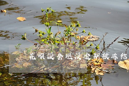 花呗没套现没逾期被冻结 花呗没套现没逾期被冻结