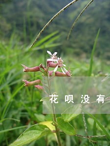 花呗没有显示逾期为什么
