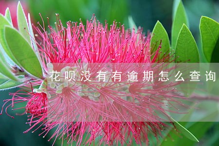 花呗没有有逾期怎么查询