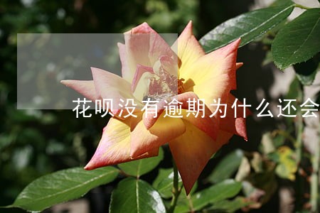 花呗没有逾期为什么还会被关闭 花呗没有逾期为什么还会被关闭