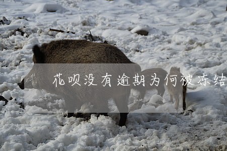 花呗没有逾期为何被冻结了 花呗没有逾期为何被冻结了