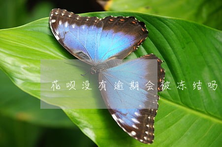 花呗没有逾期会被冻结吗 花呗没有逾期会被冻结吗