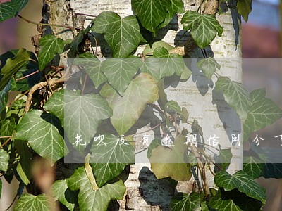 花呗没有逾期信用分下降 花呗没有逾期信用分下降