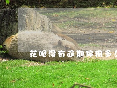 花呗没有逾期停用多久恢复正常 花呗没有逾期停用多久恢复正常