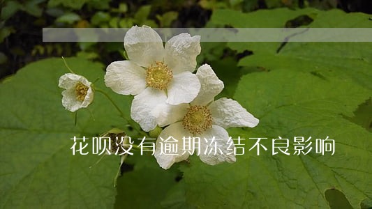花呗没有逾期冻结不良影响 花呗没有逾期冻结不良影响