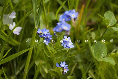 花呗没有逾期可以买房吗