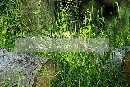 花呗没有逾期扣钱吗 花呗没有逾期扣钱吗
