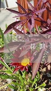 花呗没有逾期然后买房贷可以吗 花呗没有逾期然后买房贷可以吗