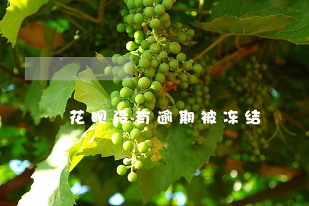 花呗没有逾期被冻结 花呗没有逾期被冻结
