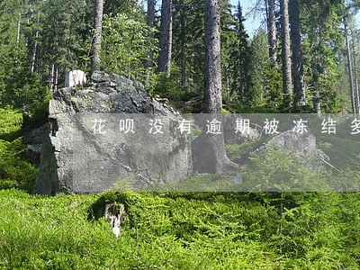花呗没有逾期被冻结多久可以解除 花呗没有逾期被冻结多久可以解除