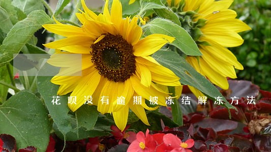 花呗没有逾期被冻结解冻方法 花呗没有逾期被冻结解冻方法