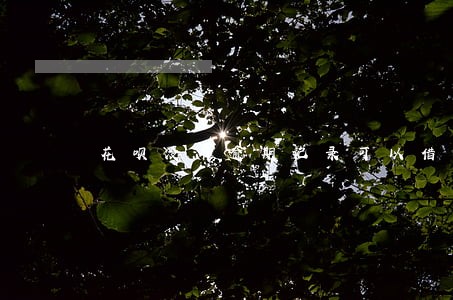 花呗没有逾期记录可以借钱吗