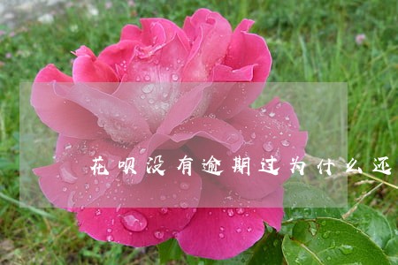 花呗没有逾期过为什么还被冻结