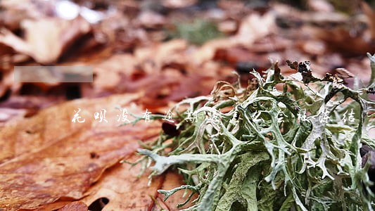 花呗没有逾期过怎么会被冻结 花呗没有逾期过怎么会被冻结