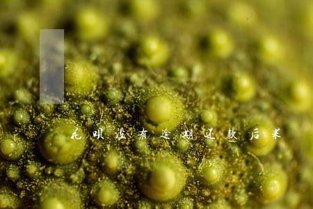 花呗没有逾期还款后果 花呗没有逾期还款后果