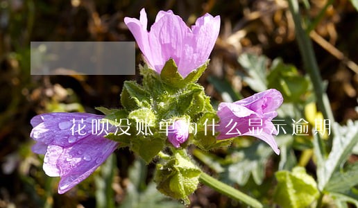 花呗没账单为什么显示逾期 花呗没账单为什么显示逾期
