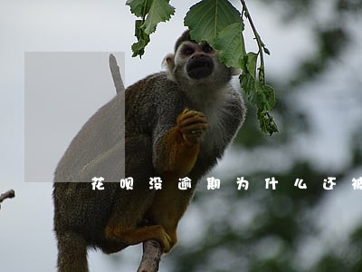 花呗没逾期为什么还被冻结 花呗没逾期为什么还被冻结