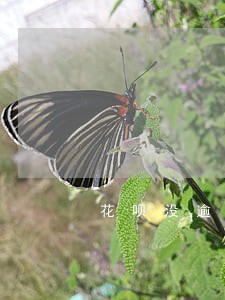 花呗没逾期影响贷款吗 花呗没逾期影响贷款吗