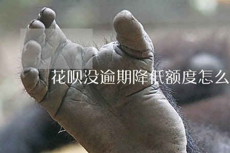 花呗没逾期降低额度怎么办 花呗没逾期降低额度怎么办
