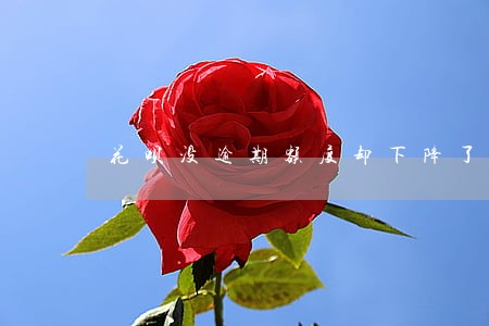 花呗没逾期额度却下降了 花呗没逾期额度却下降了