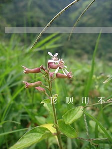 花呗用不了说是有微贷逾期 花呗用不了说是有微贷逾期