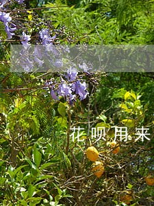 花呗用来没逾期对房贷有影响吗 花呗用来没逾期对房贷有影响吗