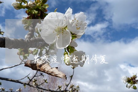 花呗疫情逾期修复 花呗疫情逾期修复