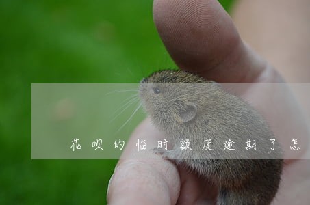 花呗的临时额度逾期了怎么办 花呗的临时额度逾期了怎么办