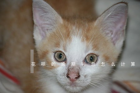 花呗的逾期利息怎么计算 花呗的逾期利息怎么计算