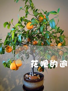 花呗的逾期日利息多少 花呗的逾期日利息多少