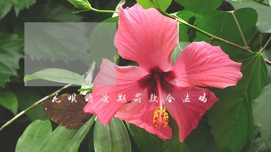 花呗的逾期罚款合法吗