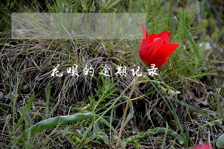 花呗的逾期记录 花呗的逾期记录