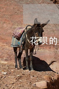 花呗的逾期记录多久会消除 花呗的逾期记录多久会消除