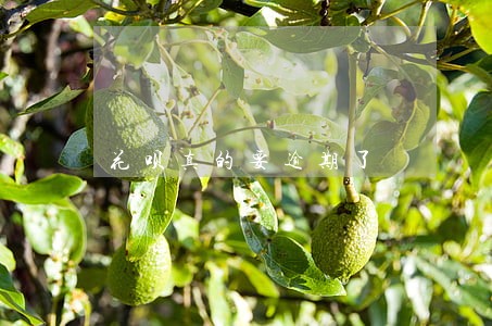 花呗真的要逾期了 花呗真的要逾期了
