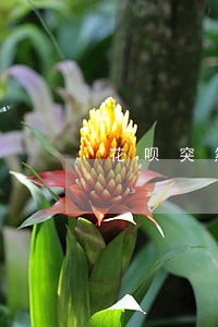 花呗突然关闭说逾期