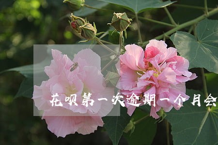 花呗第一次逾期一个月会怎么样 花呗第一次逾期一个月会怎么样