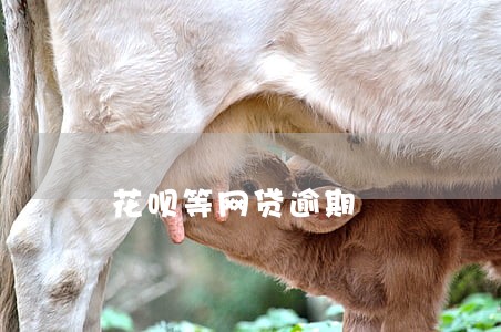 花呗等网贷逾期 花呗等网贷逾期