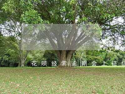 花呗经常逾期会上征信吗 花呗经常逾期会上征信吗