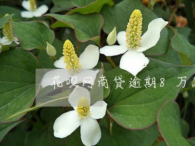 花呗网商贷逾期8万怎么办 花呗网商贷逾期8万怎么办