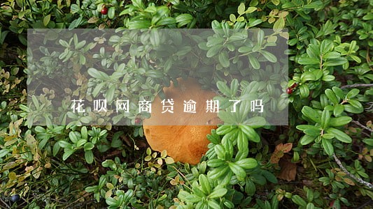 花呗网商贷逾期了吗