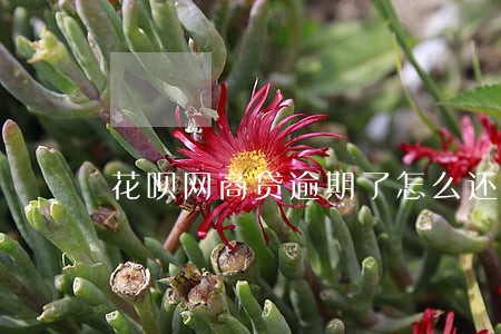 花呗网商贷逾期了怎么还 花呗网商贷逾期了怎么还