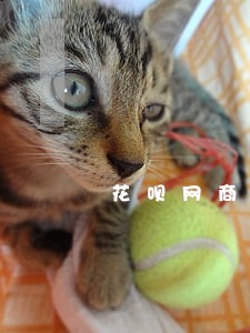 花呗网商贷逾期会怎么样 花呗网商贷逾期会怎么样