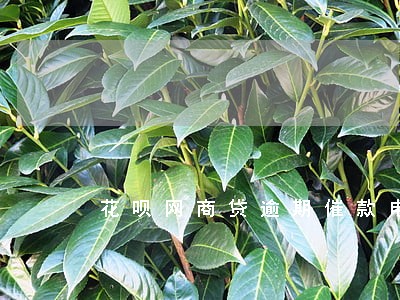 花呗网商贷逾期催款电话 花呗网商贷逾期催款电话