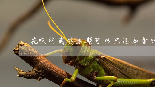 花呗网商贷逾期可以只还本金吗 花呗网商贷逾期可以只还本金吗