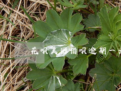 花呗美团借呗逾期一天 花呗美团借呗逾期一天