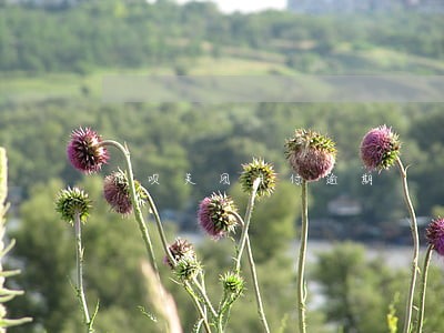 花呗美团月付逾期 花呗美团月付逾期