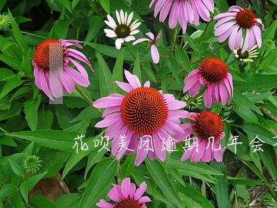 花呗美团逾期几年会不会有影响 花呗美团逾期几年会不会有影响