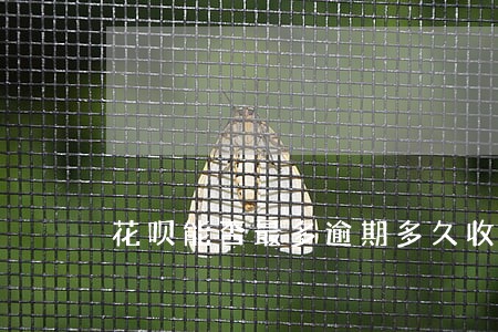花呗能否最多逾期多久收滞纳金 花呗能否最多逾期多久收滞纳金